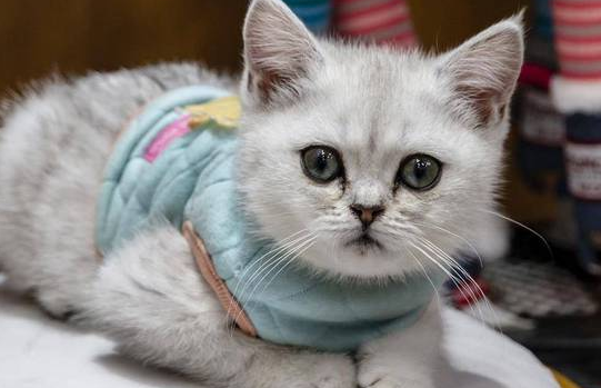 猫咪感动到哭是怎么回事
