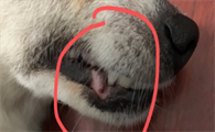 狗嘴唇一小块褪色褪成肉色