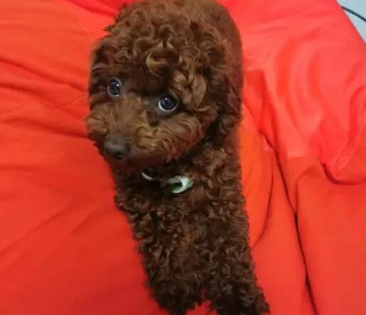 泰迪褪色的五大缘故,你了解好多个? 泰迪褪色的五大缘故,你了解好多个?