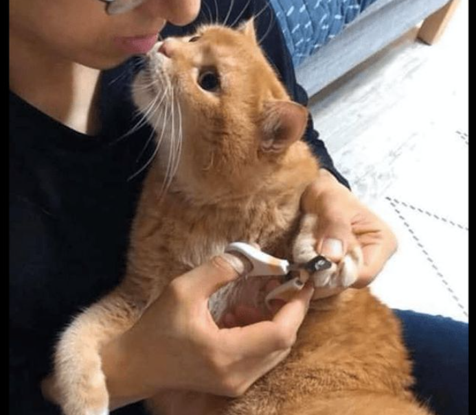 主人给猫剪指甲,它撒娇地躺在怀抱里:铲屎的,你轻点,我害怕! 主人给猫剪指甲,它撒娇地躺在怀抱里:铲屎的,你轻点,我害怕!