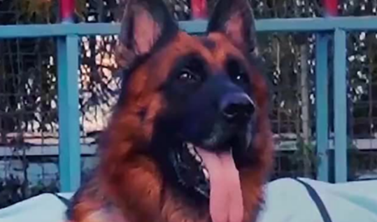 退役警犬糯米死了吗
