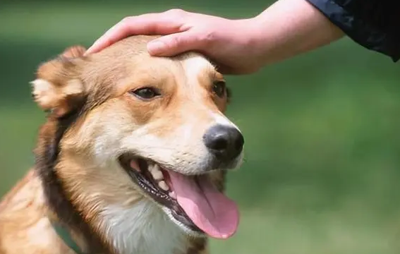狗狗正对着主人叫是什么原因呢