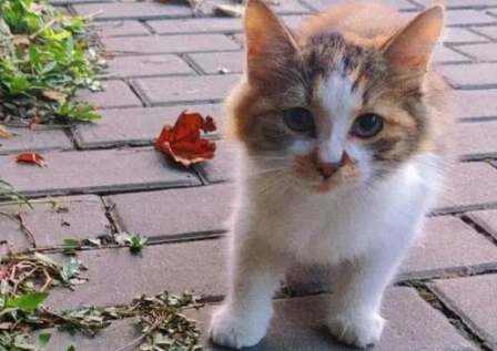 猫咪长大了为什么不回家了
