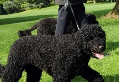 葡萄牙水犬在中国有吗