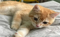 金渐层串串猫是什么