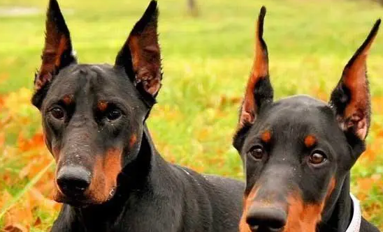 如何给杜宾犬做狗粮吃 如何给杜宾犬做狗粮吃