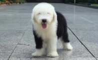 古牧犬多少钱一只幼崽