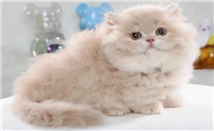 拿破仑猫矮脚猫多少钱一只