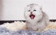 猫盯着天花板喵喵叫
