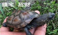 十大镇宅乌龟排名