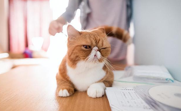 对猫很好但是猫养不熟