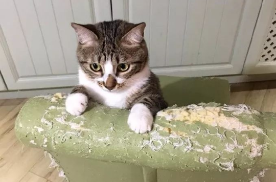 怎样保护沙发不被猫抓 怎样保护沙发不被猫抓