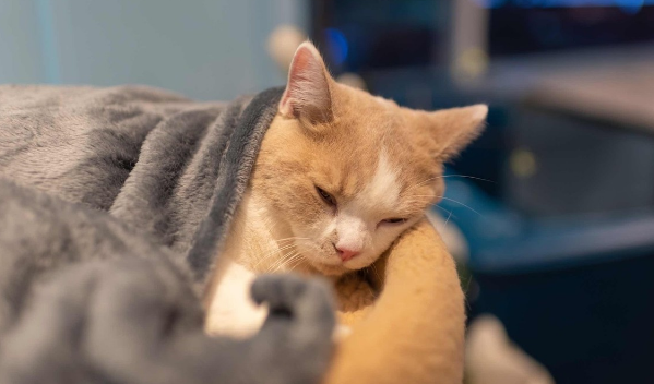 猫咪磨牙棒有必要买吗
