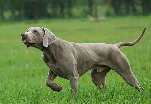 维兹拉犬多少钱一只