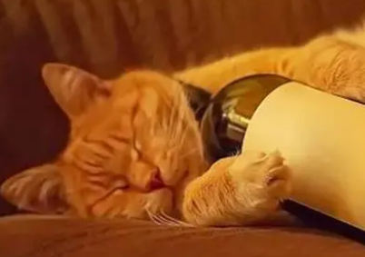 “猫不能喝酒？我家猫把自己灌醉了！”
