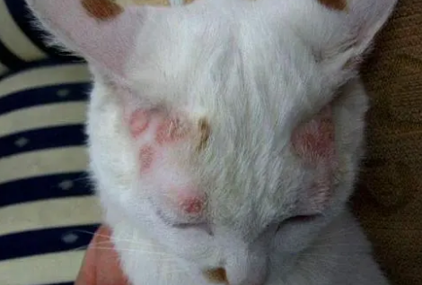 长过一次猫藓就会终身得猫藓