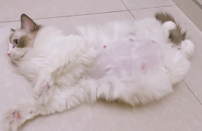 猫咪肚子很大摸着很胀