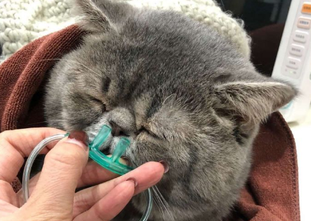 猫头部受重击要死的症状 猫头部受重击要死的症状