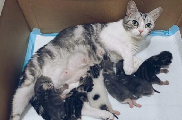 小猫一直吸奶,但感觉母猫没有奶 小猫一直吸奶,但感觉母猫没有奶