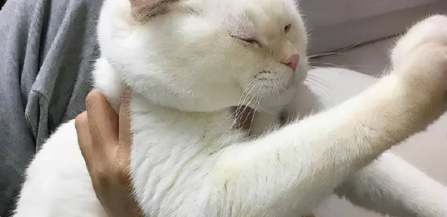 猫咪反抗挣扎是为什么原因