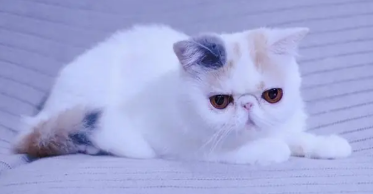 顶级三花加菲猫图片 顶级三花加菲猫图片