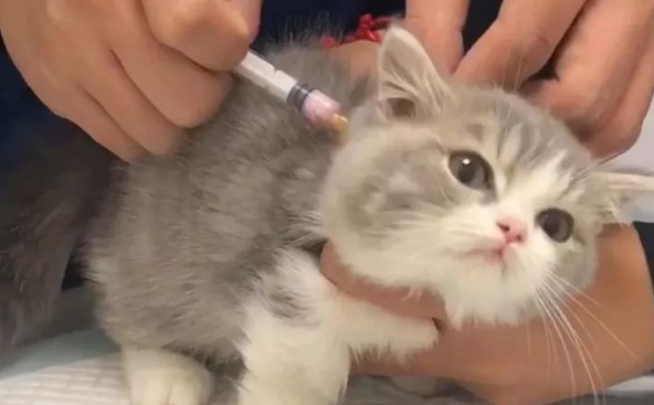 猫咪疫苗为什么要抢呢