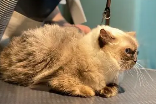 宠物店买猫多少钱