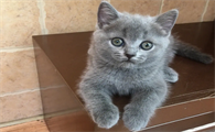 蓝猫怎么养才听话粘人