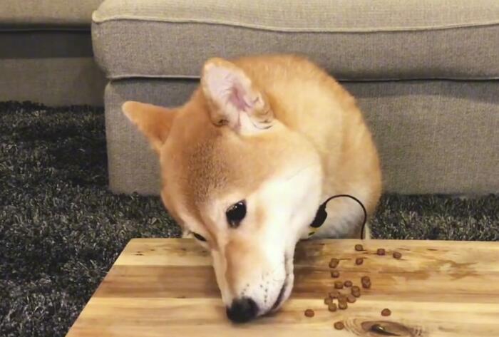 柴犬应该如何选择狗粮呢 柴犬应该如何选择狗粮呢