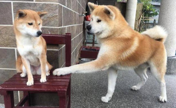 柴犬和秋田犬哪个好养
