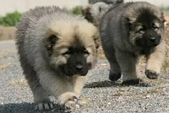 怎么辨别高加索幼犬 怎么辨别高加索幼犬
