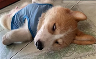 为什么春天狗狗呕吐拉稀