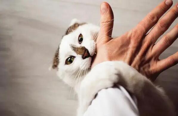 土猫为什么爱咬人？原因很简单
