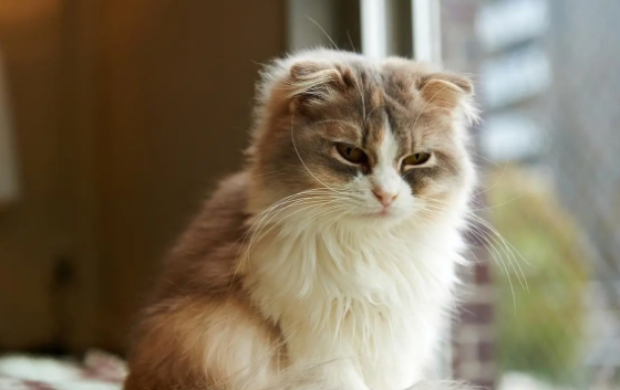 母猫子宫蓄脓能活多久