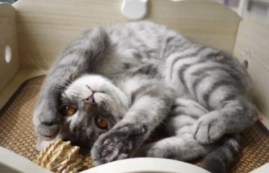 猫咪到处乱蹭为什么呢