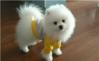 双血统博美犬多少钱一只