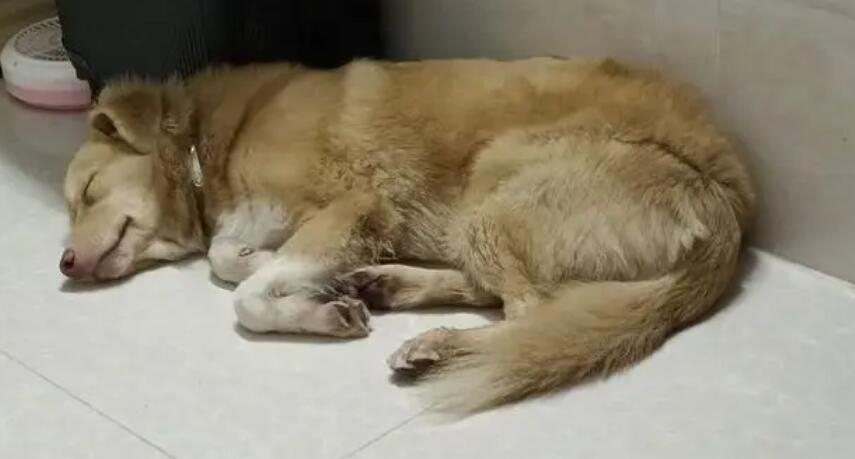 为什么狗狗的鼻子变色了 为什么狗狗的鼻子变色了