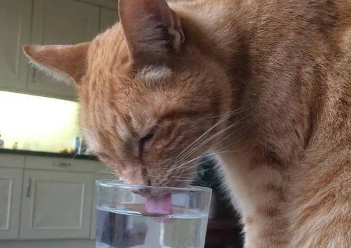 猫咪几个小时喝一次水