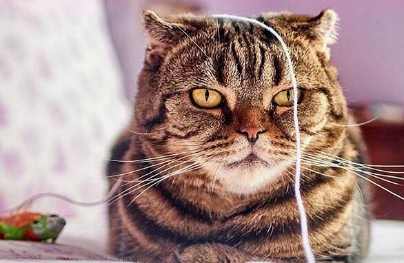 猫咪误食了细绳子怎么办啊 猫咪误食了细绳子怎么办啊