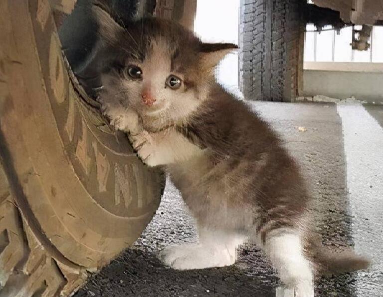 猫咪在农村跑丢了怎么办呢