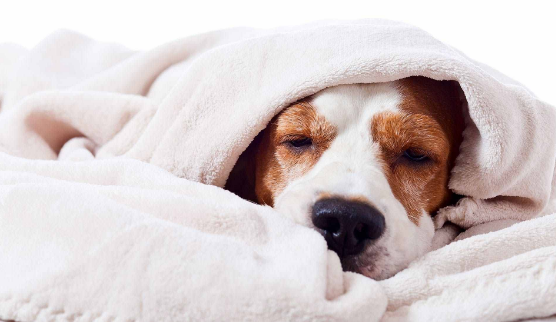 幼犬晚上能睡一整夜吗 幼犬晚上能睡一整夜吗
