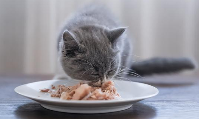 为什么猫不会护食