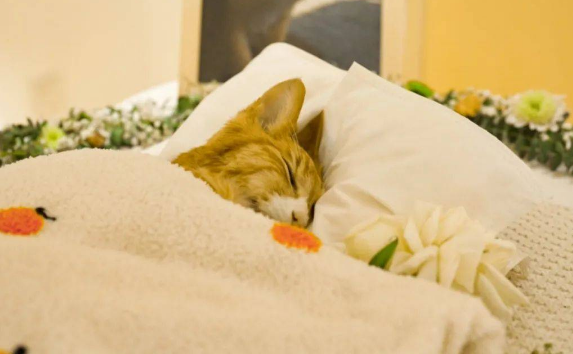 猫咪安葬风水讲究 猫咪安葬风水讲究