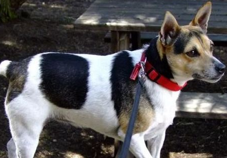 今日科普:捕鼠梗犬吃什么狗粮好? 今日科普:捕鼠梗犬吃什么狗粮好?