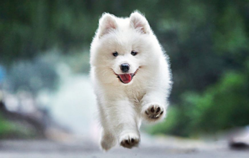 一条萨摩耶幼犬多少钱