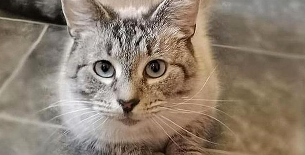 猫咪出门溜达，带回“警告信”：管好你的猫