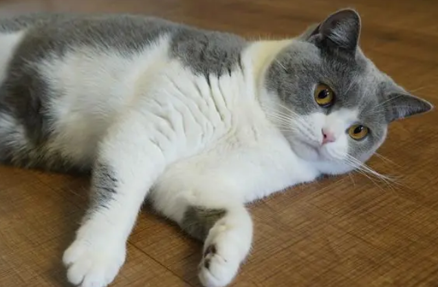 猫咪为什么不喜欢玩耍呢 猫咪为什么不喜欢玩耍呢
