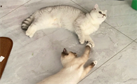布偶蓝猫串串长大后的样子