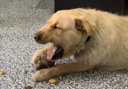 狗狗为什么吃地瓜皮呢