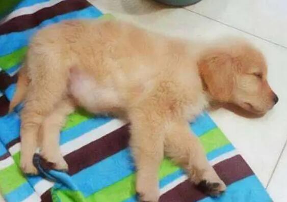狗狗腹胀如鼓怎么办 狗狗腹胀如鼓怎么办